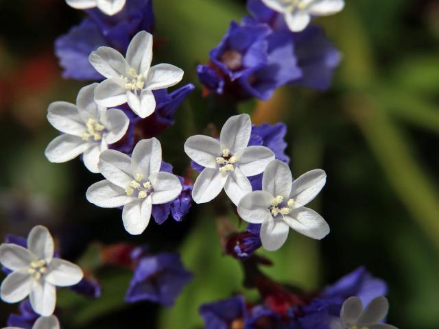 Limonka (Limonium macrophyllum (Brousss.) Kuntze