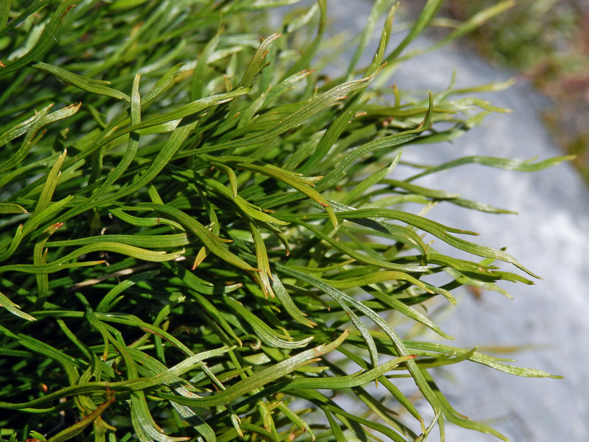 Sleziník severní (Asplenium serpentrionale (L.) Hoffm.)