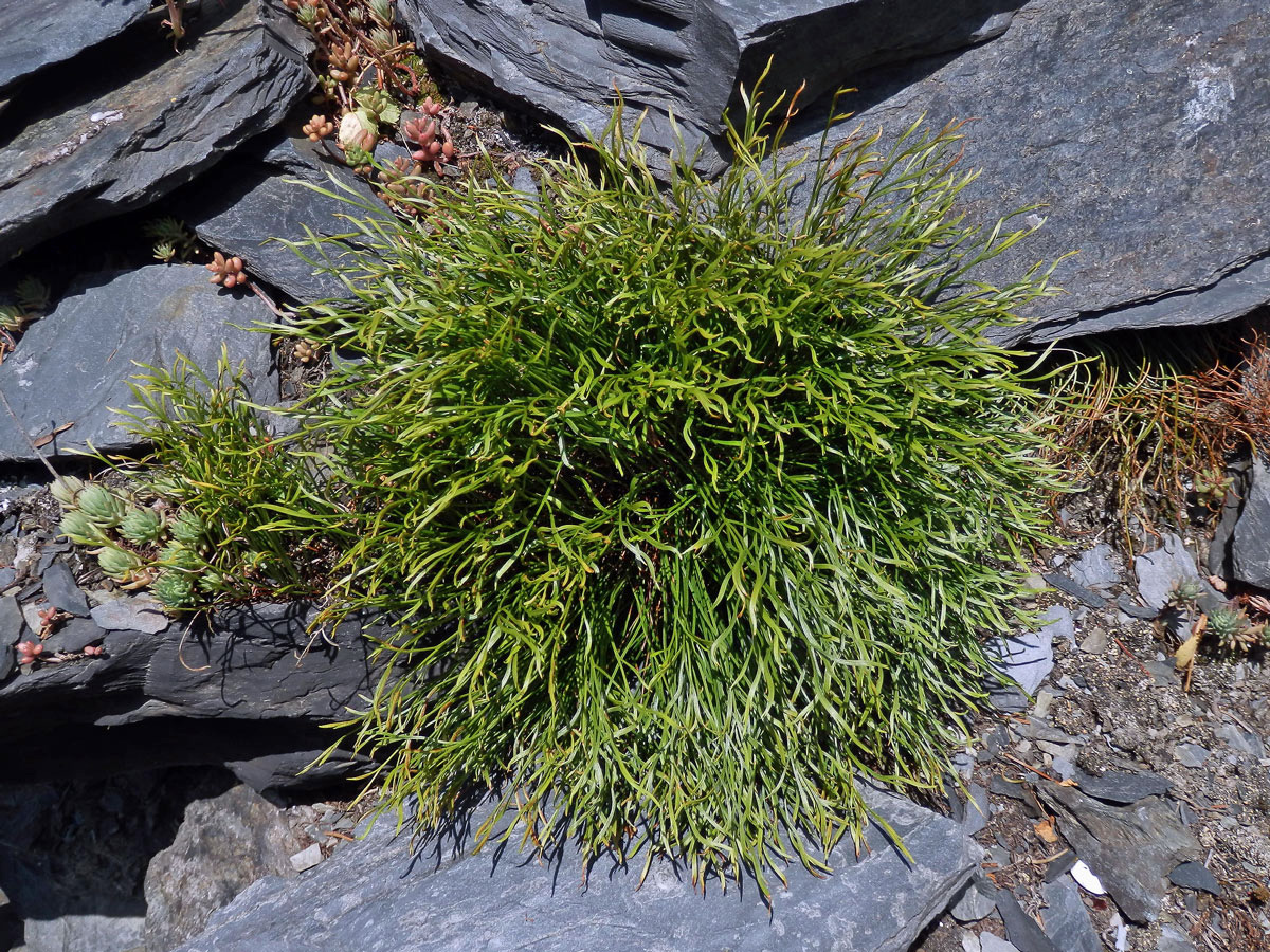 Sleziník severní (Asplenium serpentrionale (L.) Hoffm.)