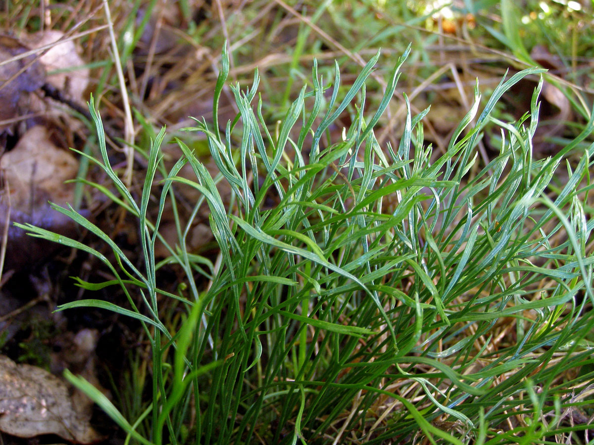 Sleziník severní (Asplenium serpentrionale (L.) Hoffm.)