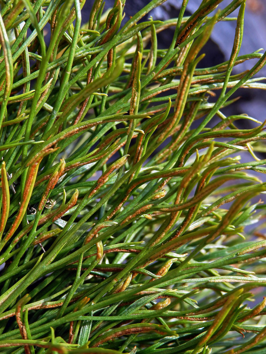 Sleziník severní (Asplenium serpentrionale (L.) Hoffm.)