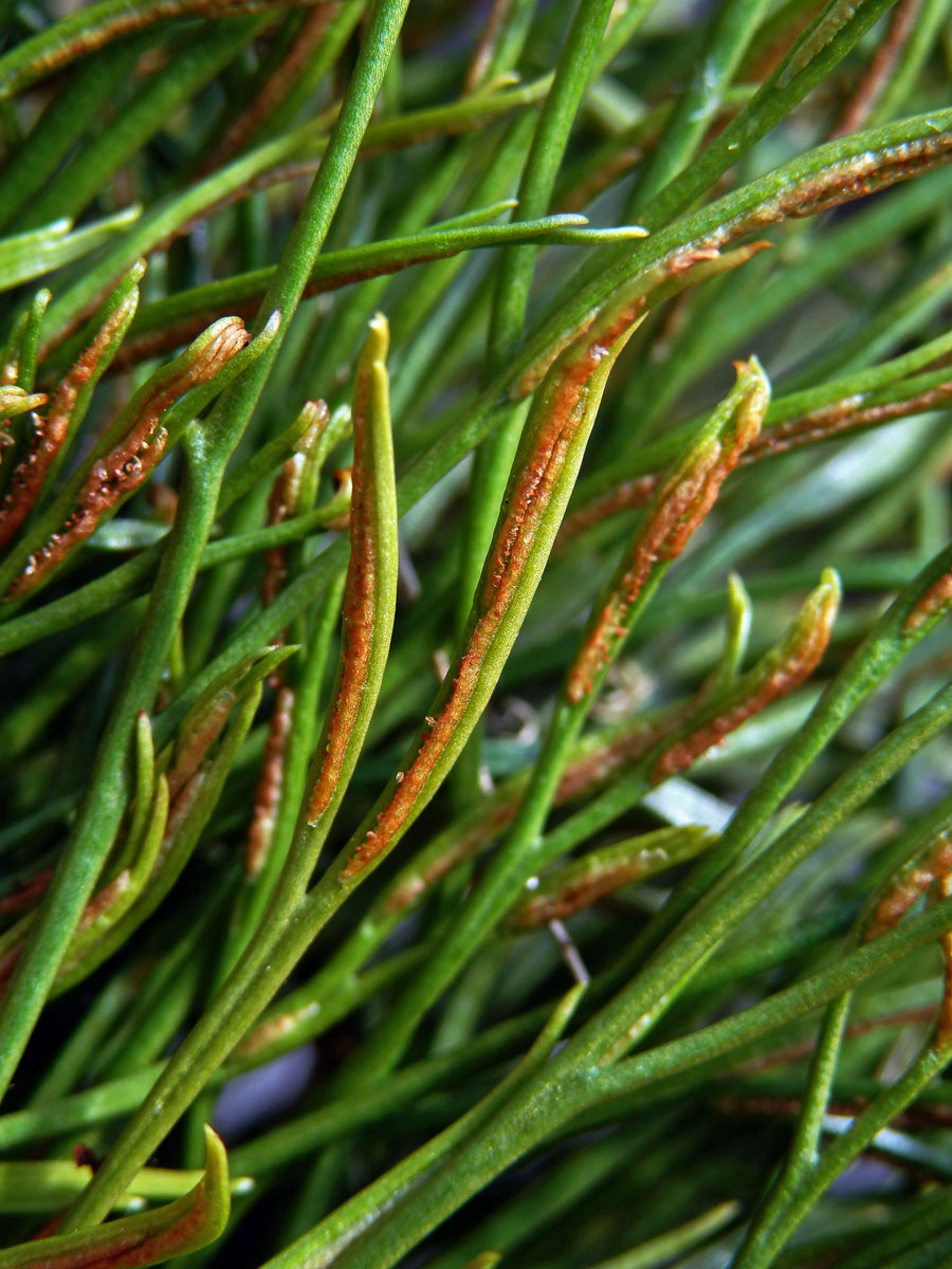 Sleziník severní (Asplenium serpentrionale (L.) Hoffm.)