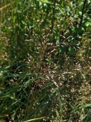 Metlička křivolaká (Avenella flexuosa (L.) Drejer)