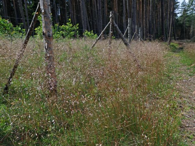 Metlička křivolaká (Avenella flexuosa (L.) Drejer)