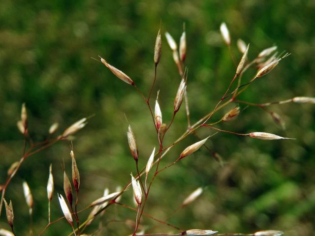 Metlička křivolaká (Avenella flexuosa (L.) Drejer)