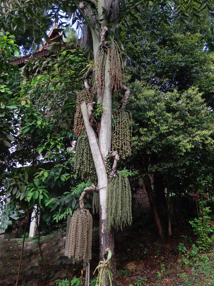 Karyota žahavá (Caryota urens L.)