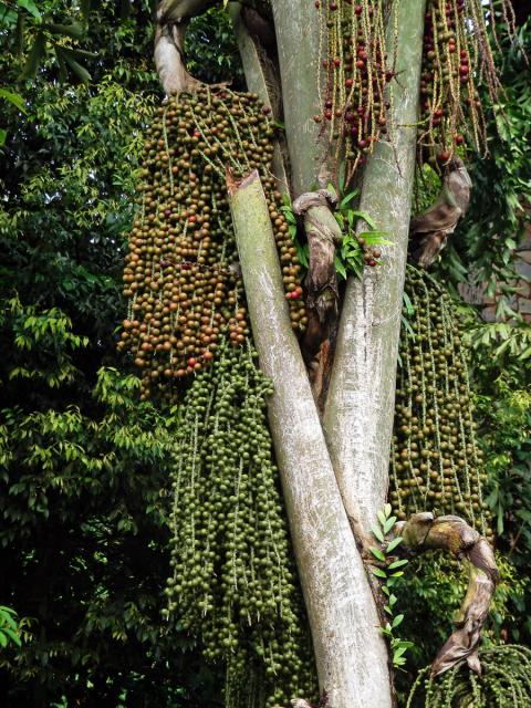 Karyota žahavá (Caryota urens L.)