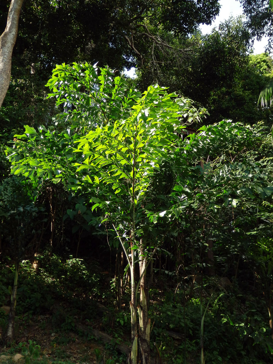 Karyota žahavá (Caryota urens L.)