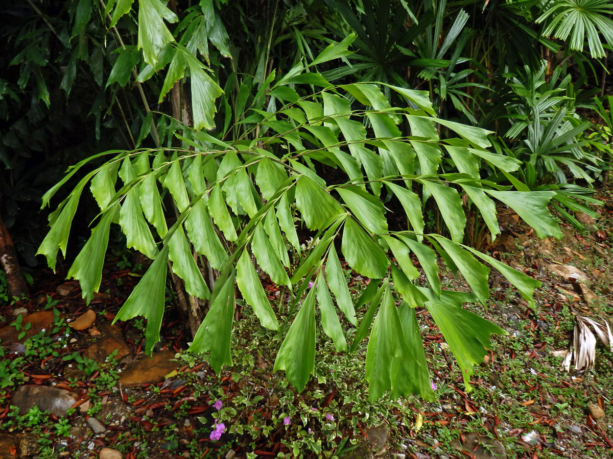 Karyota žahavá (Caryota urens L.)