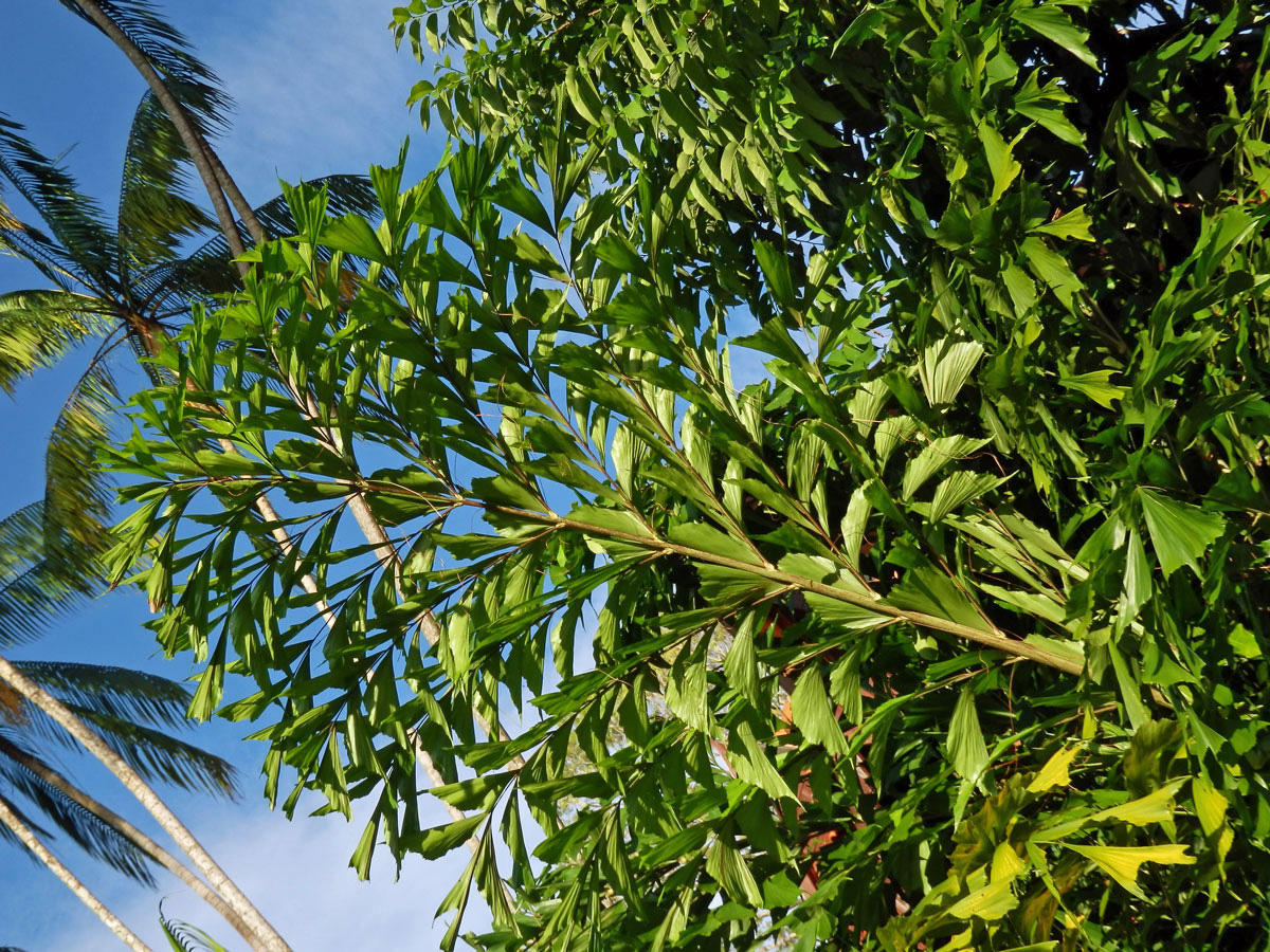 Karyota žahavá (Caryota urens L.)