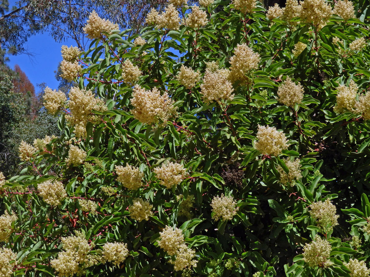 Malosma laurina (Nutt.) Nutt. ex Abrams