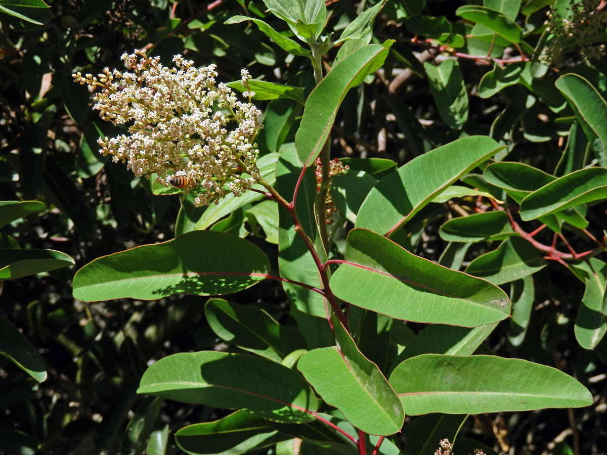 Malosma laurina (Nutt.) Nutt. ex Abrams