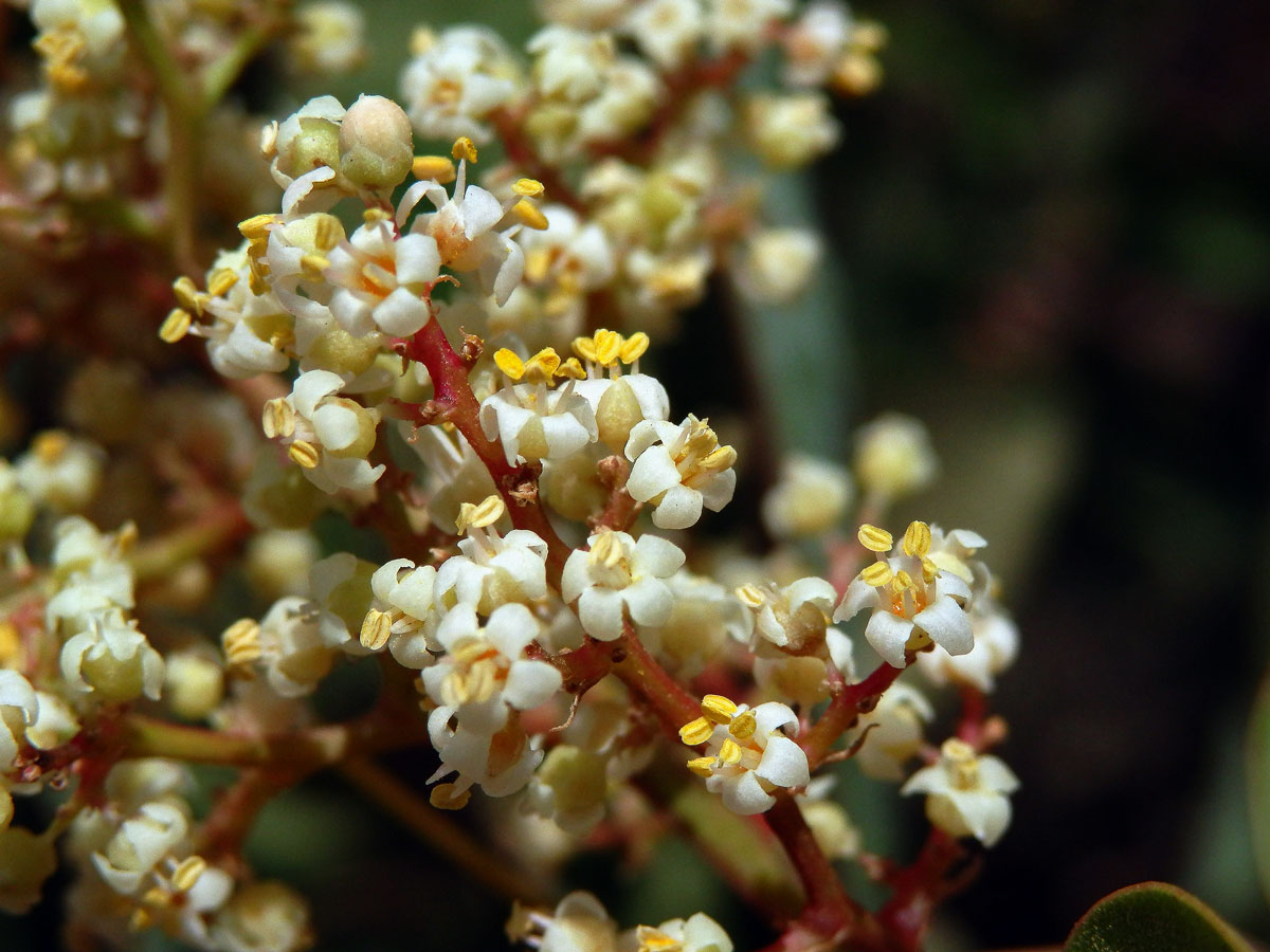 Malosma laurina (Nutt.) Nutt. ex Abrams