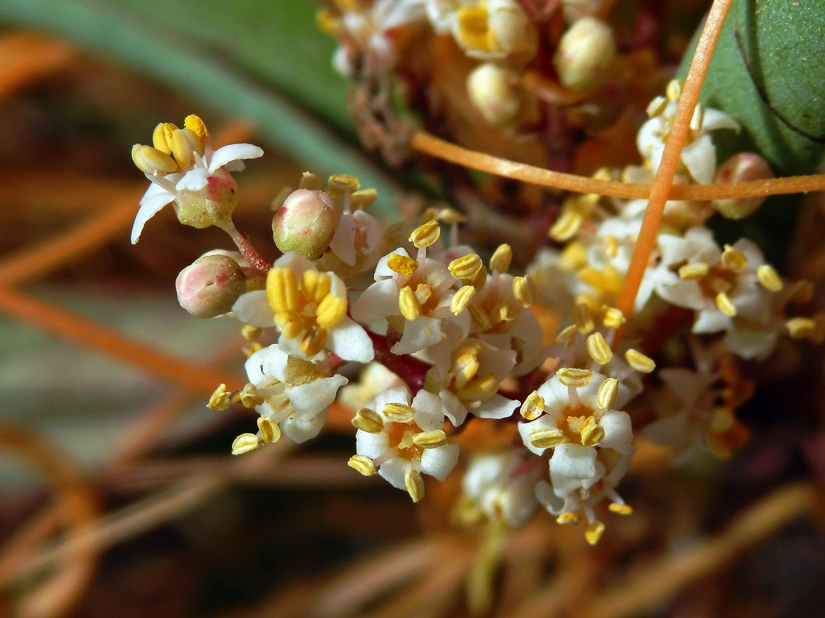 Malosma laurina (Nutt.) Nutt. ex Abrams