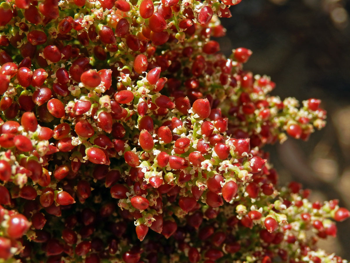 Malosma laurina (Nutt.) Nutt. ex Abrams