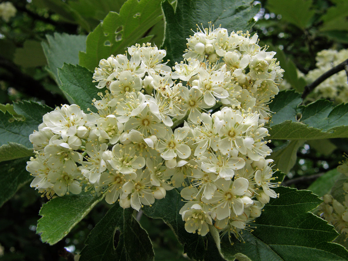 Jeřáb prostřední (Sorbus intermedia (Ehrh.) Pers.)