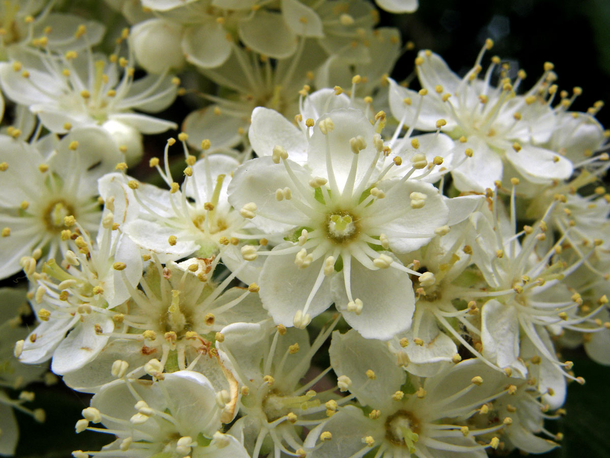 Jeřáb prostřední (Sorbus intermedia (Ehrh.) Pers.)