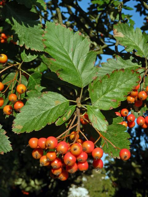 Jeřáb prostřední (Sorbus intermedia (Ehrh.) Pers.)