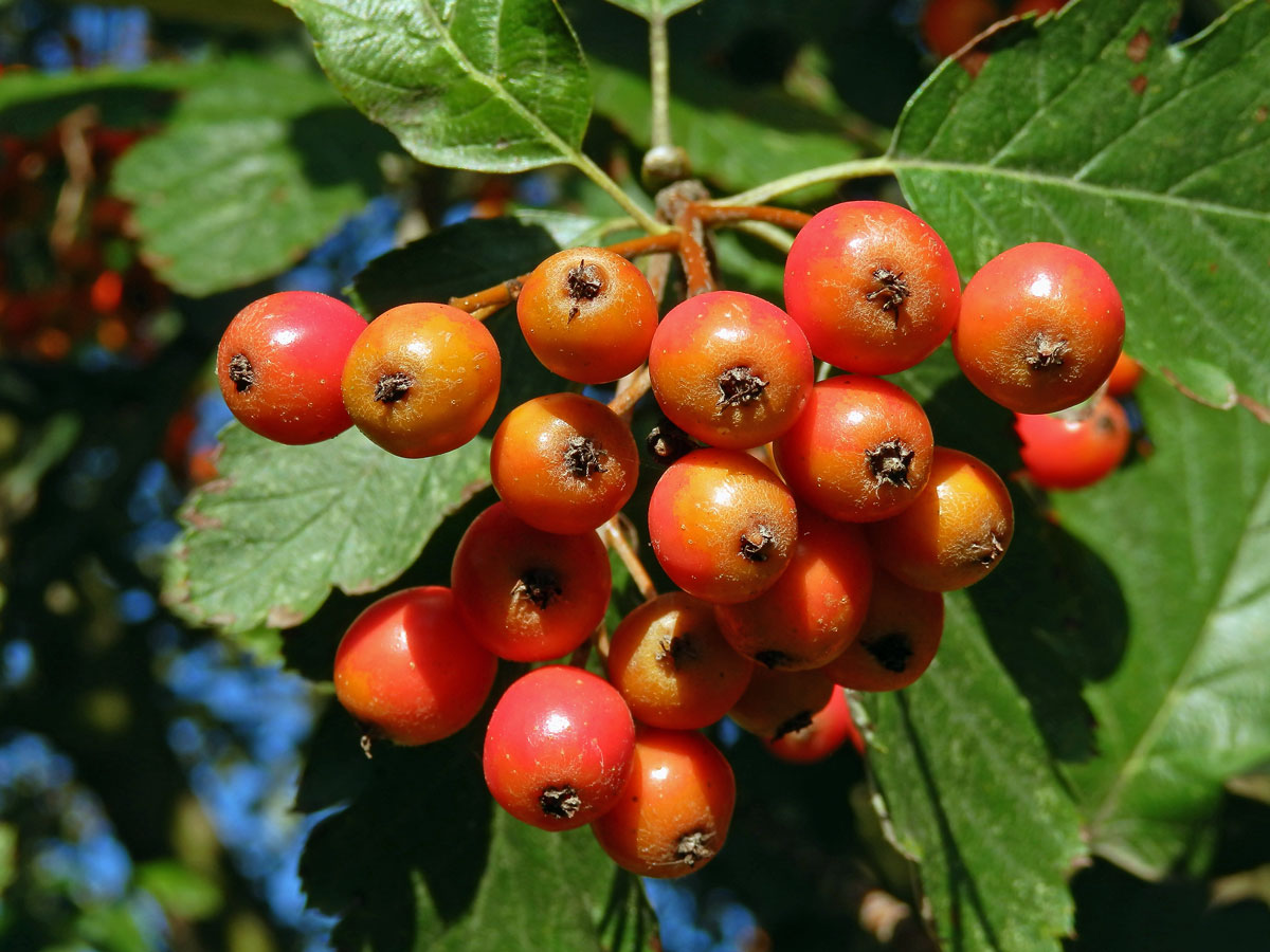 Jeřáb prostřední (Sorbus intermedia (Ehrh.) Pers.)