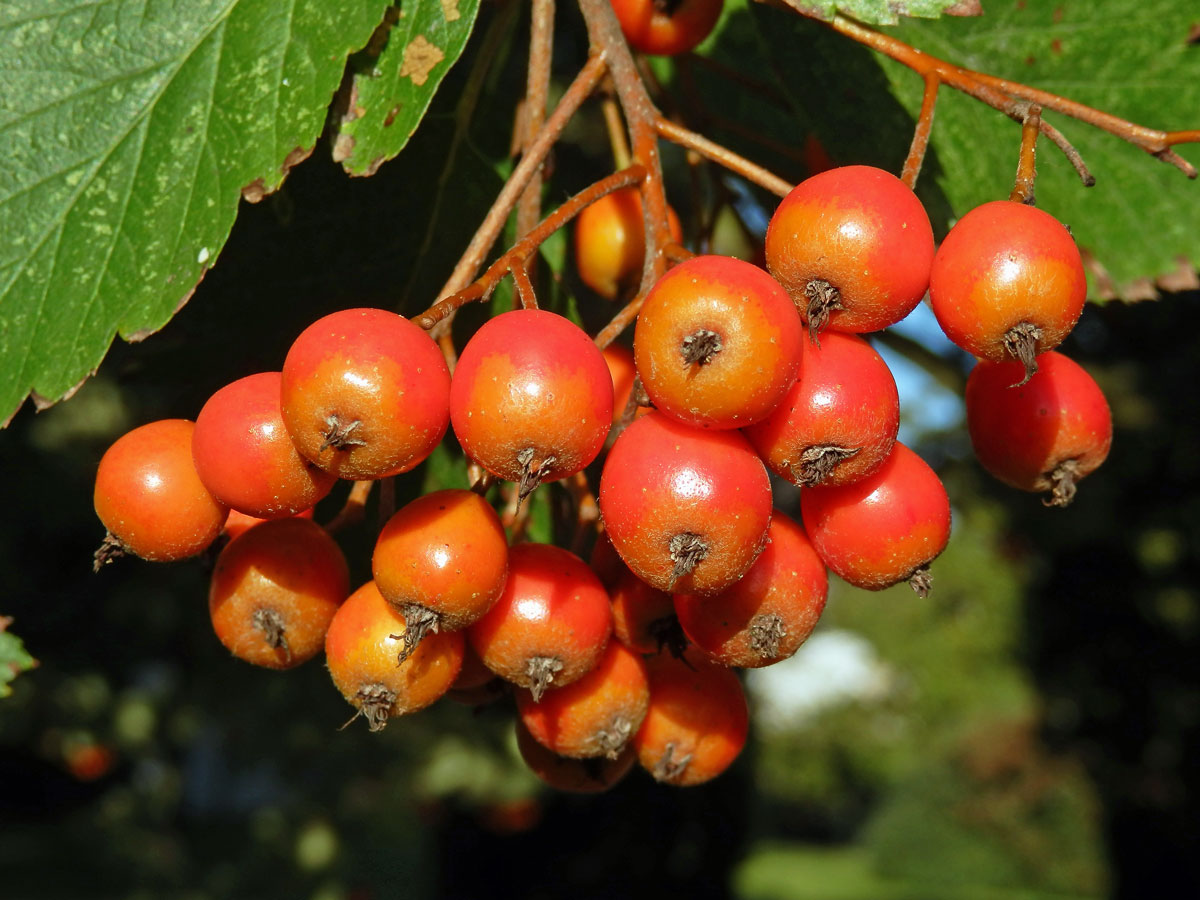 Jeřáb prostřední (Sorbus intermedia (Ehrh.) Pers.)