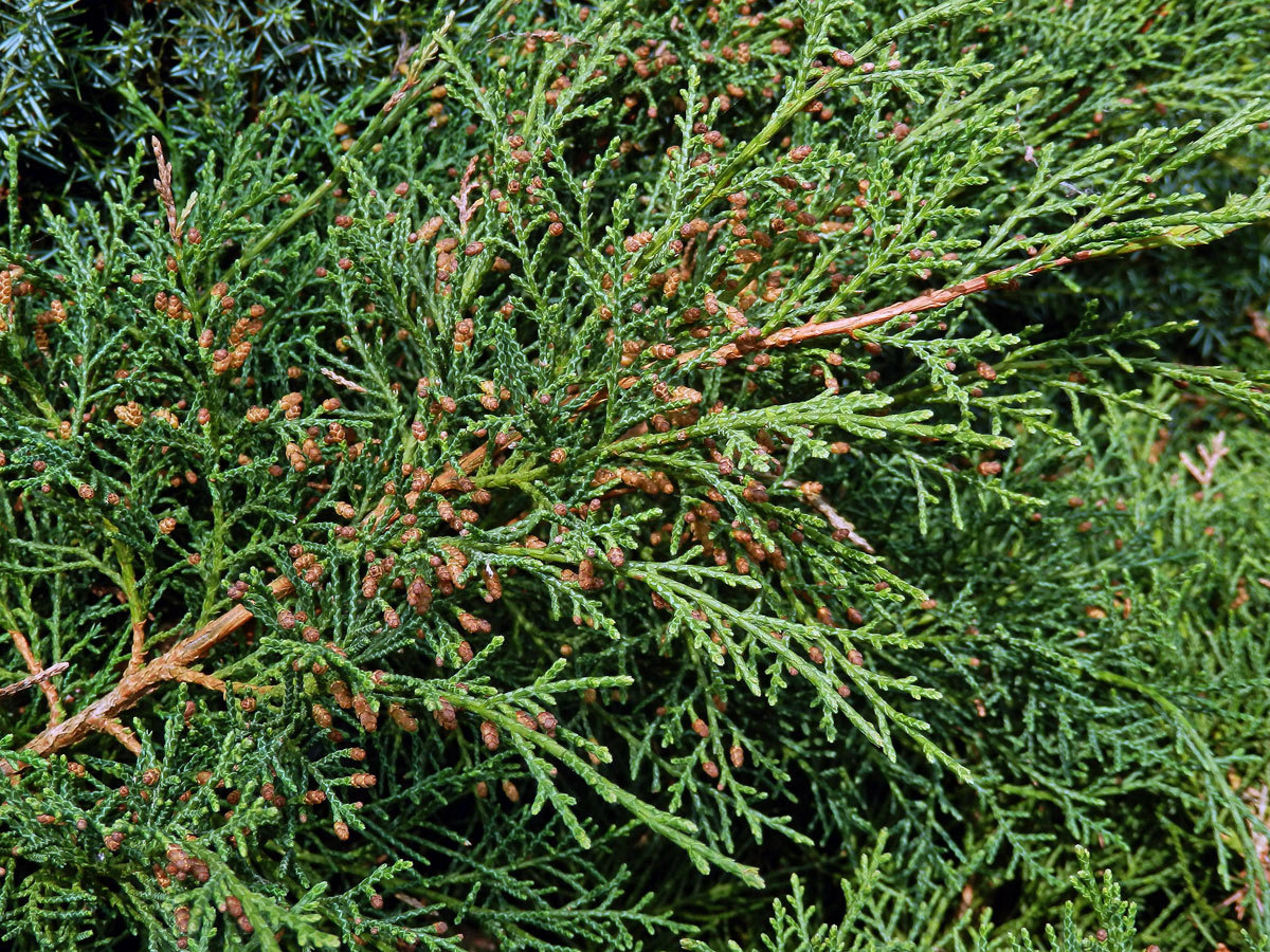 Jalovec čínský (Juniperus chinensis L.)