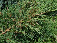 Jalovec čínský (Juniperus chinensis L.)