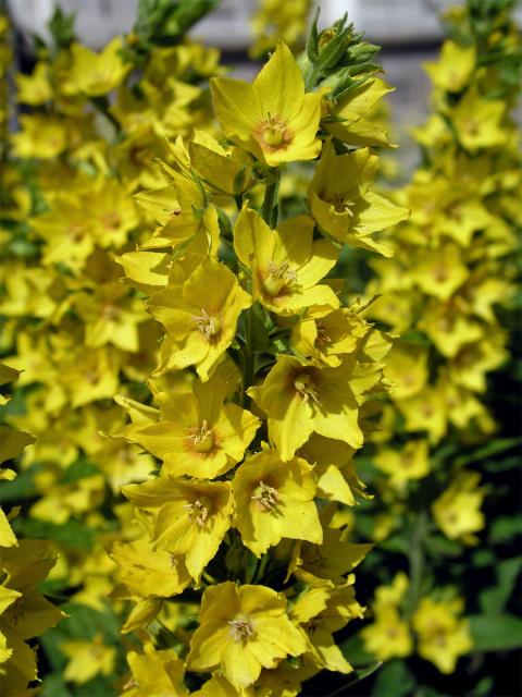 Vrbina tečkovaná (Lysimachia punctata L.)