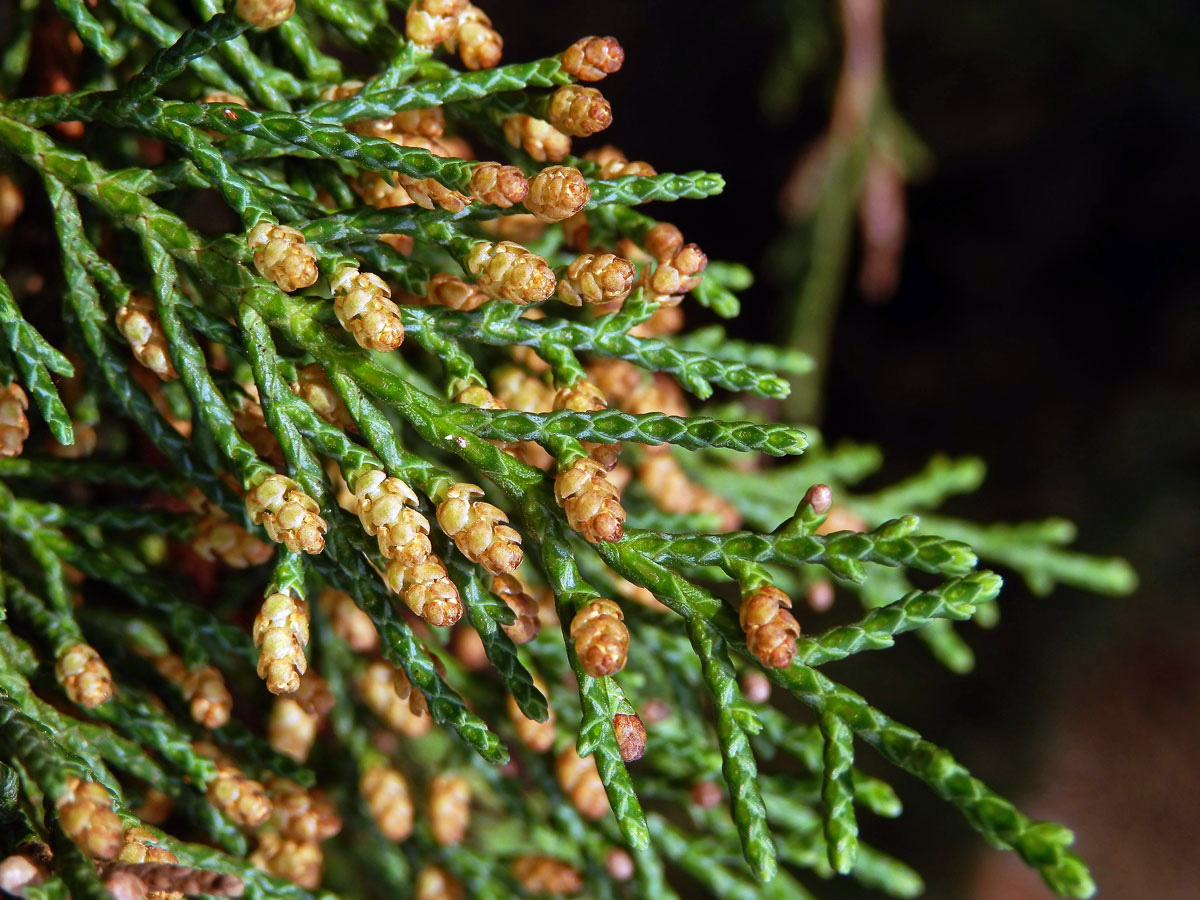 Jalovec čínský (Juniperus chinensis L.)