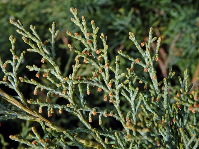 Jalovec čínský (Juniperus chinensis L.)