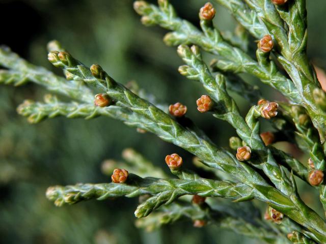 Jalovec čínský (Juniperus chinensis L.)