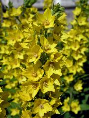 Vrbina tečkovaná (Lysimachia punctata L.)