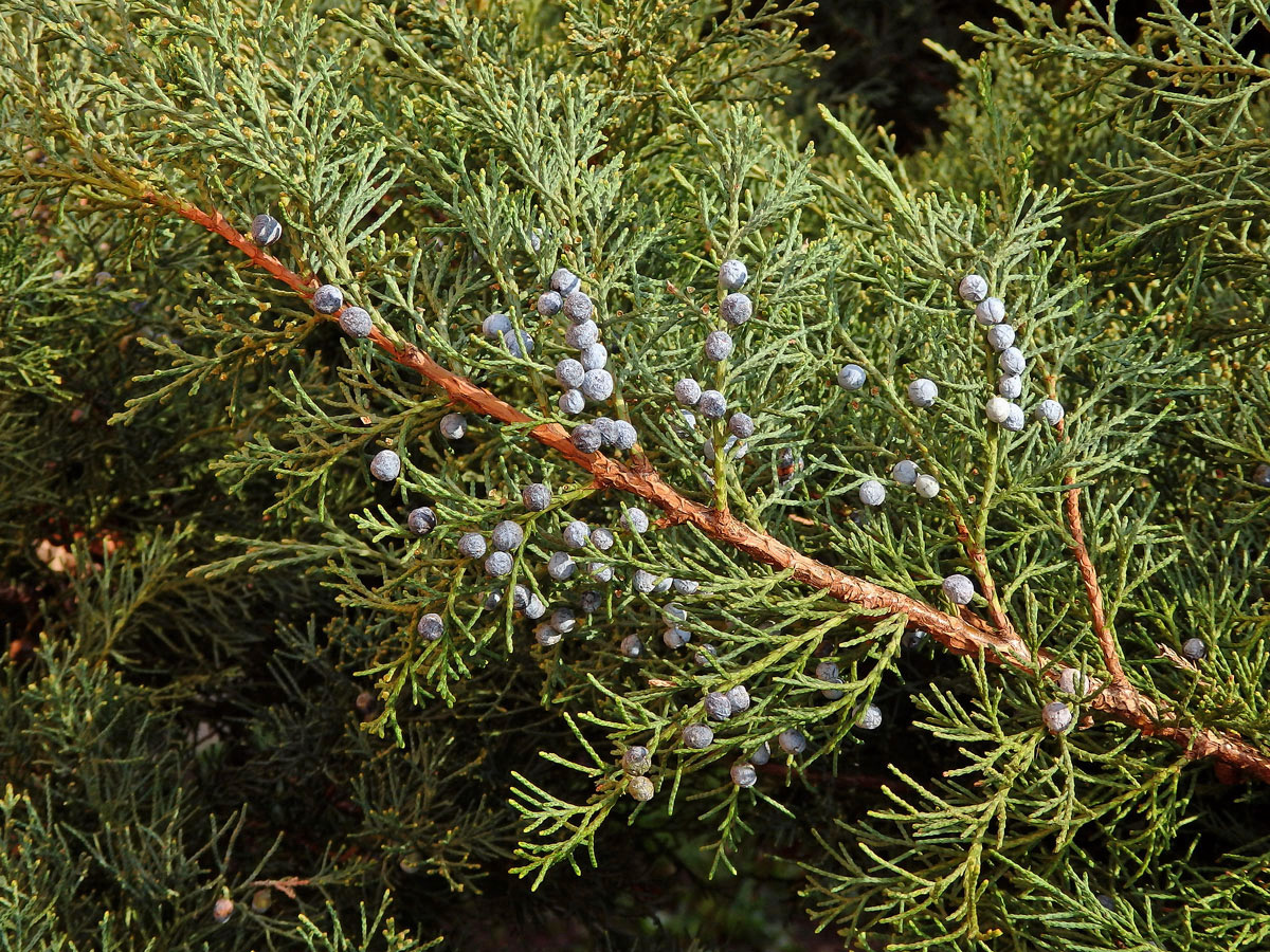 Jalovec čínský (Juniperus chinensis L.)