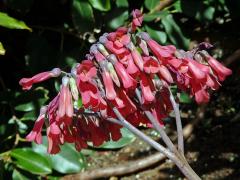 Kolopejka (Kalanchoe daigremontiana Hamet & Perrie)