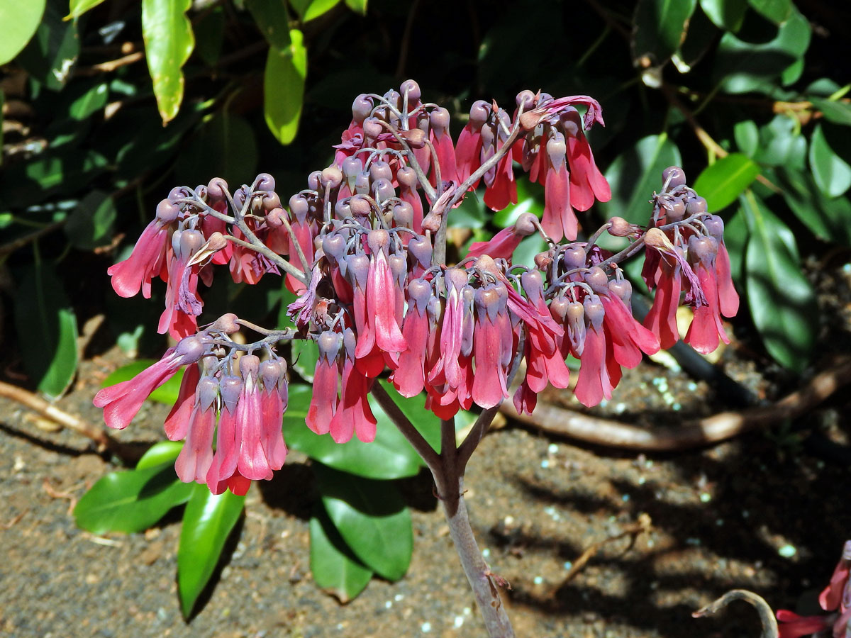 Kolopejka (Kalanchoe daigremontiana Hamet & Perrie)