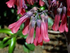 Kolopejka (Kalanchoe daigremontiana Hamet & Perrie)