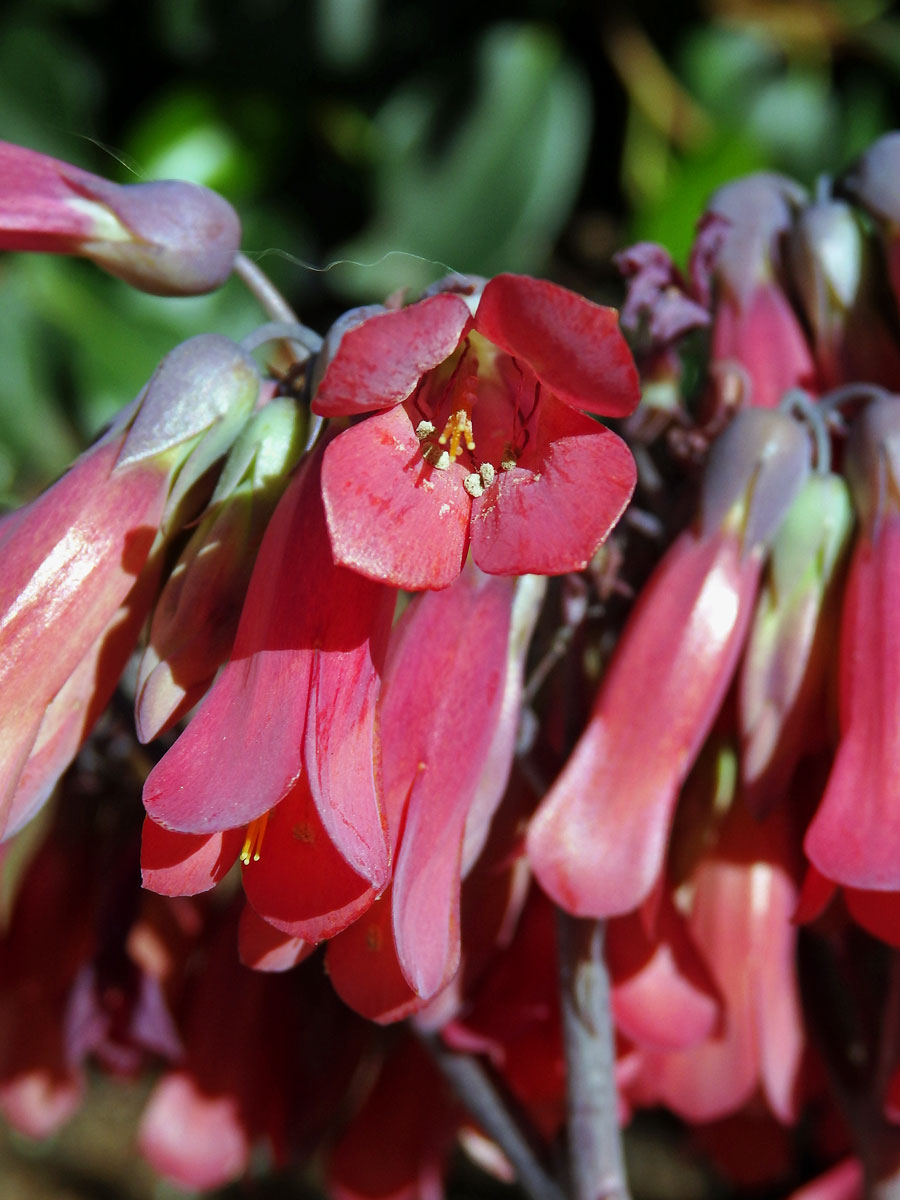 Kolopejka (Kalanchoe daigremontiana Hamet & Perrie)