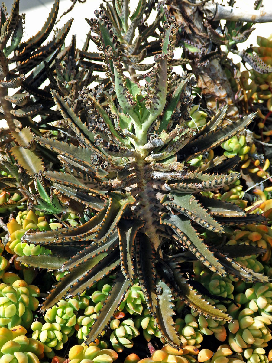 Kolopejka (Kalanchoe daigremontiana Hamet & Perrie)