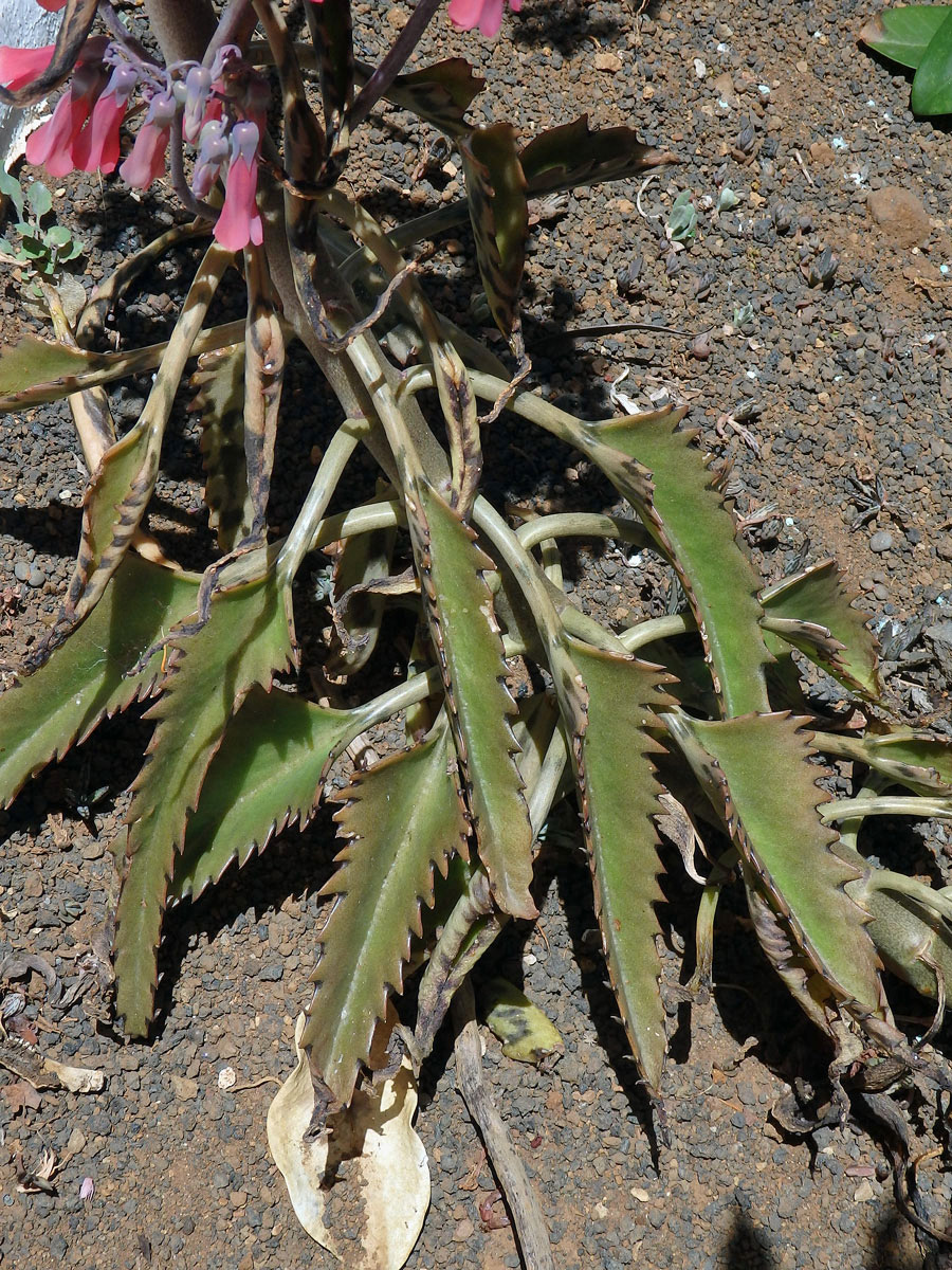 Kolopejka (Kalanchoe daigremontiana Hamet & Perrie)