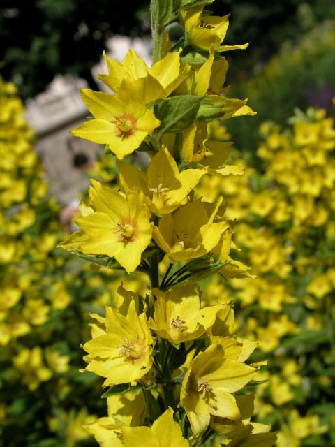 Vrbina tečkovaná (Lysimachia punctata L.)