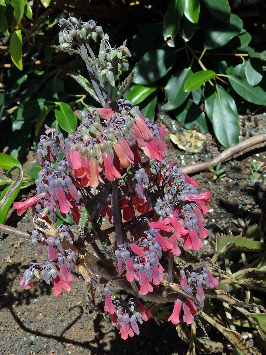 Kolopejka (Kalanchoe daigremontiana Hamet & Perrie)