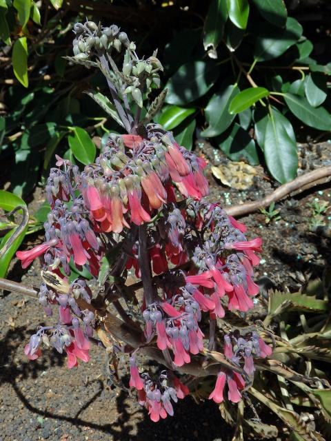 Kolopejka (Kalanchoe daigremontiana Hamet & Perrie)