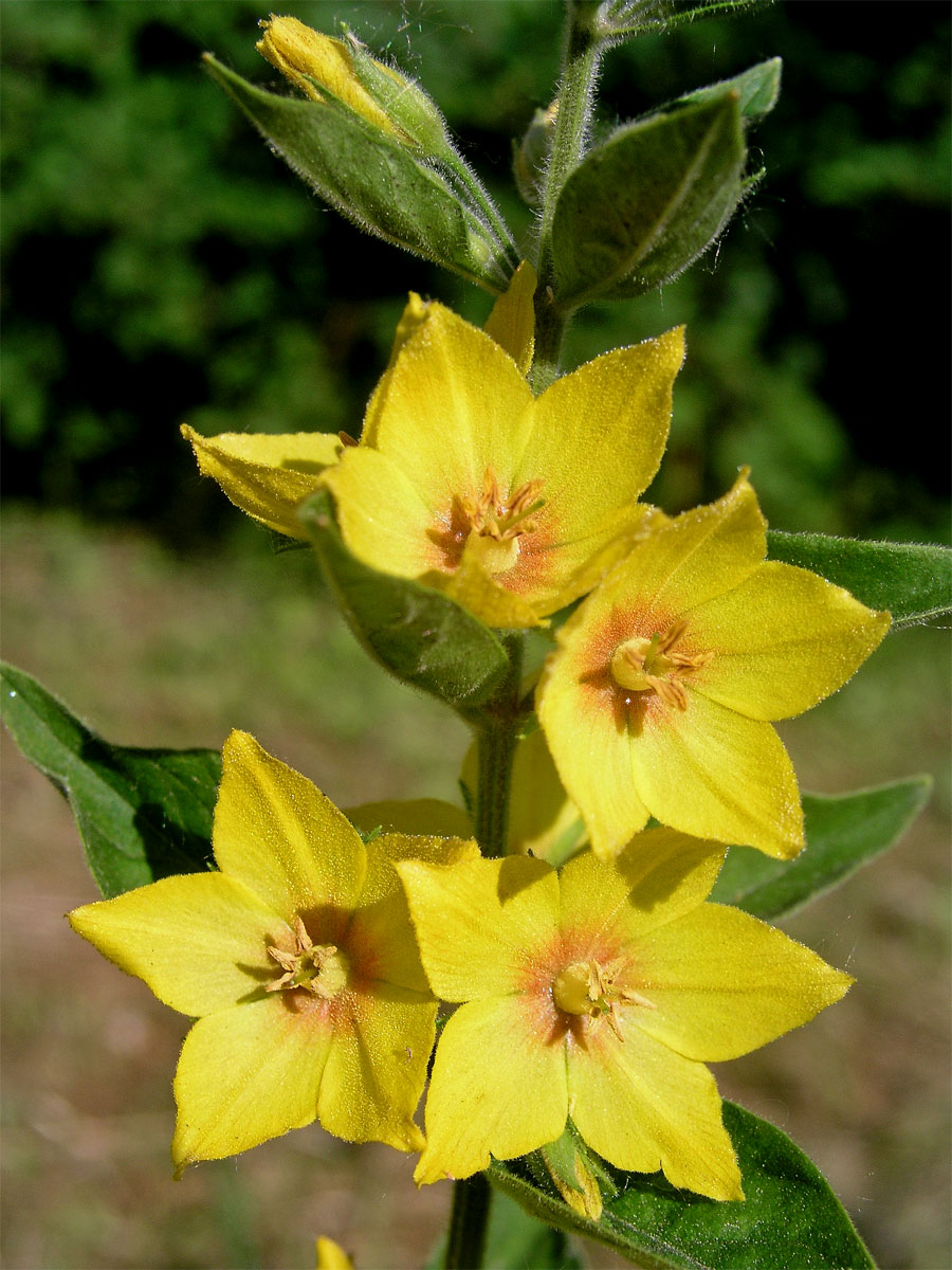 Vrbina tečkovaná (Lysimachia punctata L.)