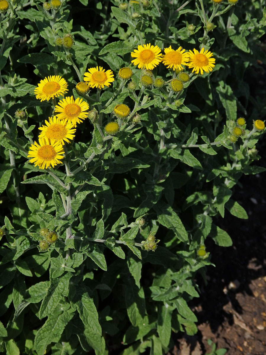 Blešník úplavičný (Pulicaria dysenterica (L.) Bernh.)