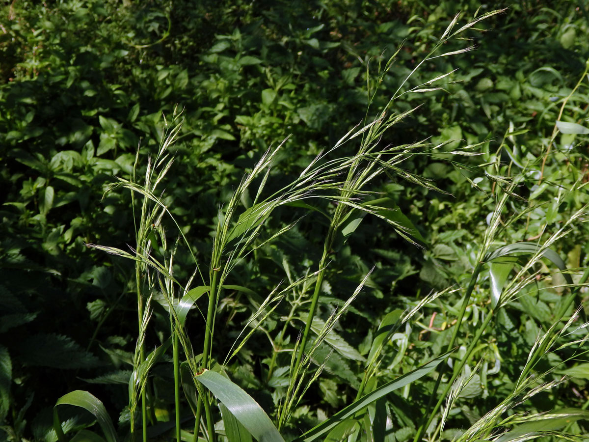 Kostřava obrovská (Festuca gigantea (L.) Vill.)