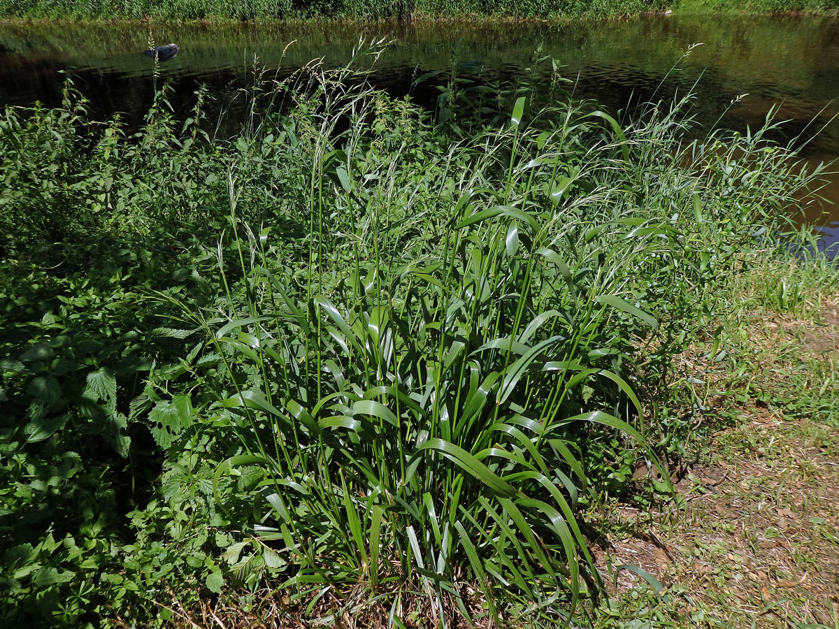 Kostřava obrovská (Festuca gigantea (L.) Vill.)