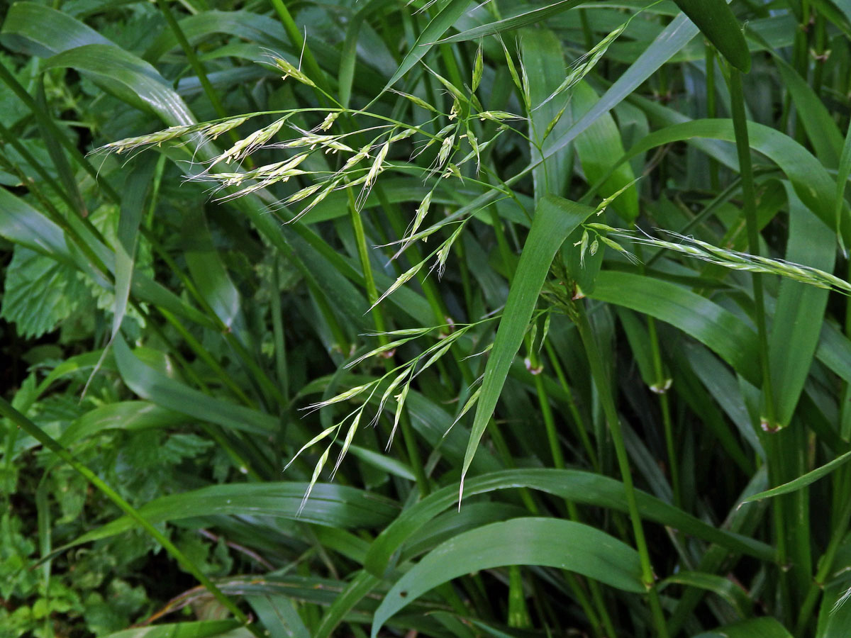 Kostřava obrovská (Festuca gigantea (L.) Vill.)