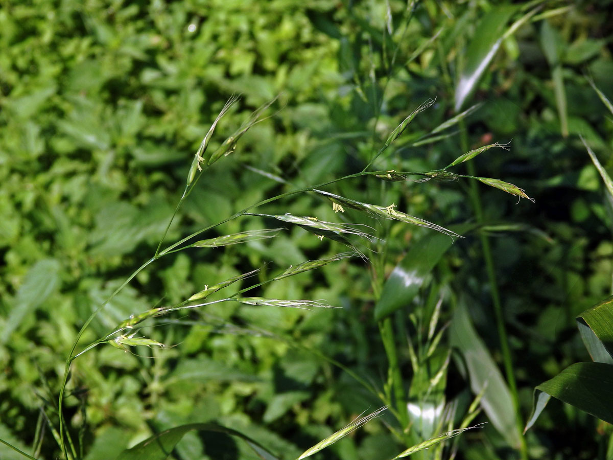 Kostřava obrovská (Festuca gigantea (L.) Vill.)