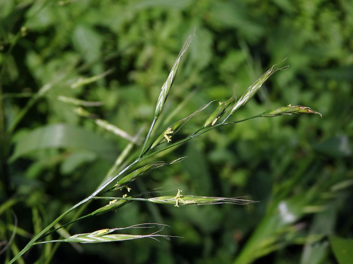 Kostřava obrovská (Festuca gigantea (L.) Vill.)