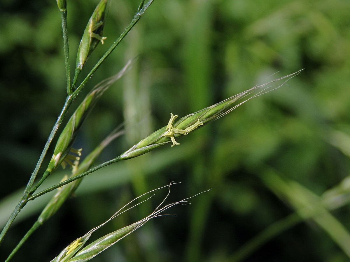 Kostřava obrovská (Festuca gigantea (L.) Vill.)