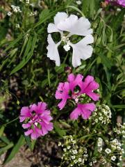 Lokanka (Clarkia pulchella Pursh)